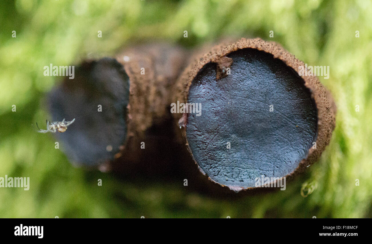 Beurre de sorcières avec de petits champignons spider Banque D'Images