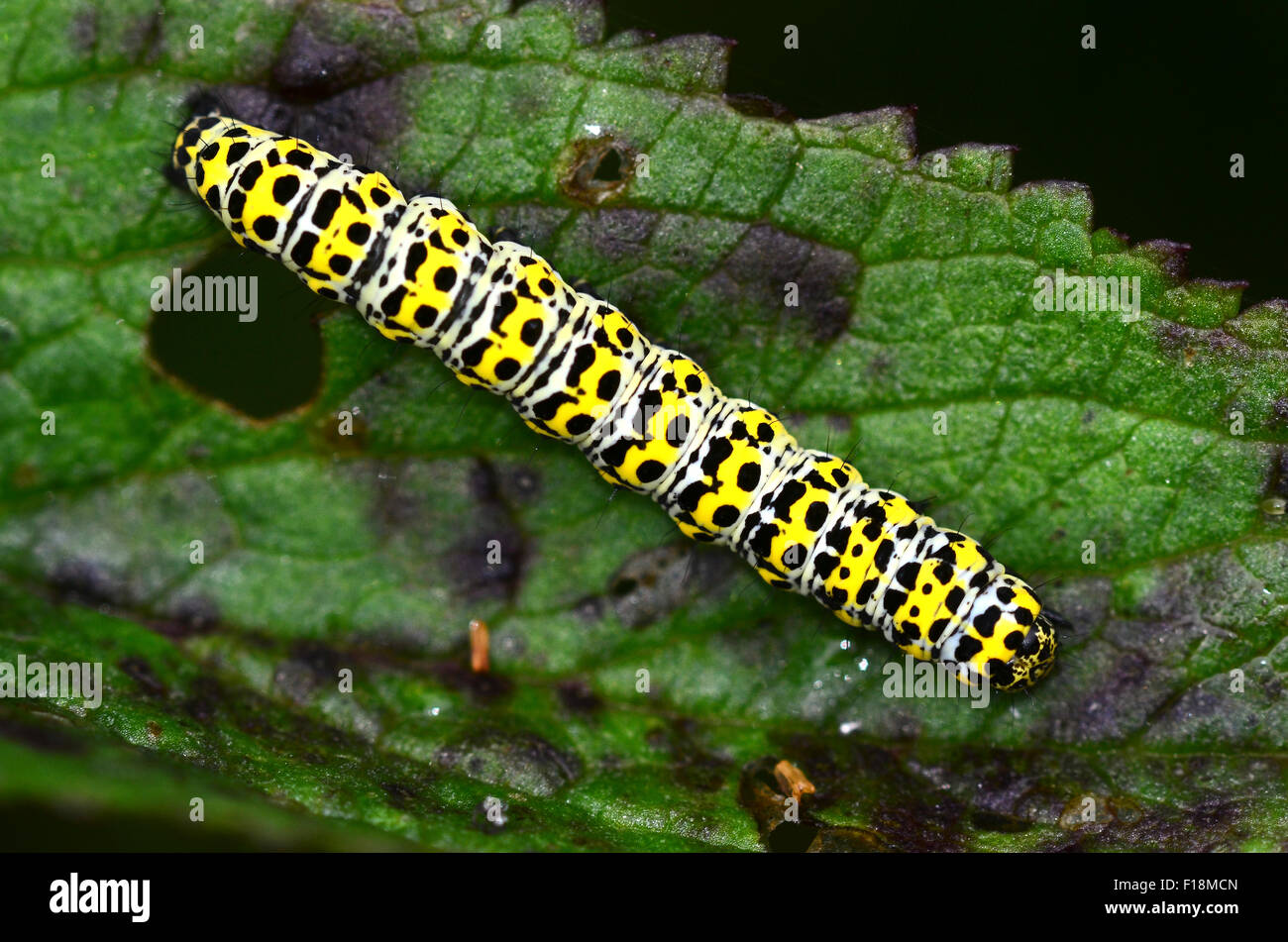 Mullein moth caterpillar UK Banque D'Images