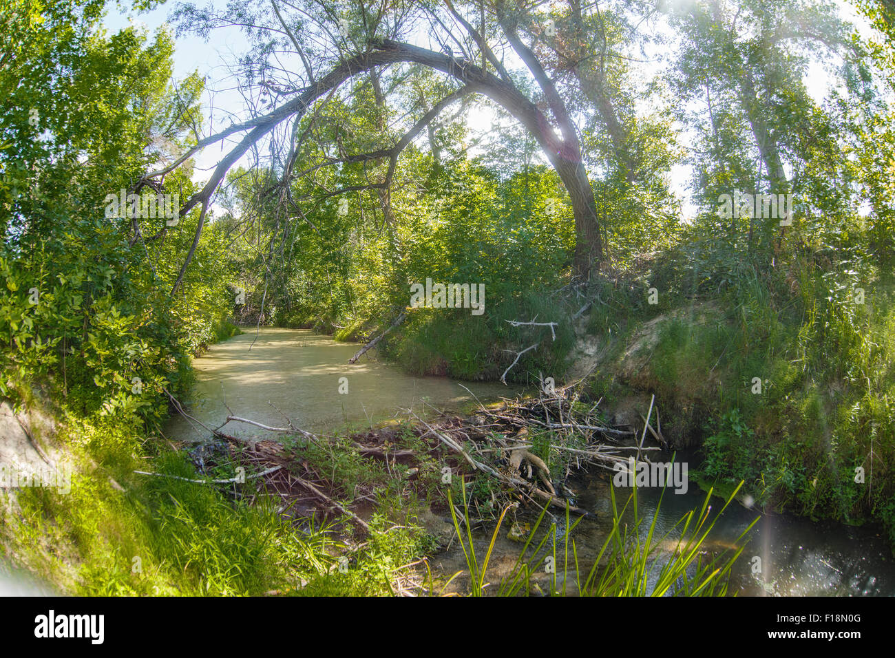 Paysage d'une digue de castor dans la forêt marécageuse de la rivière sauvage vert impene Banque D'Images