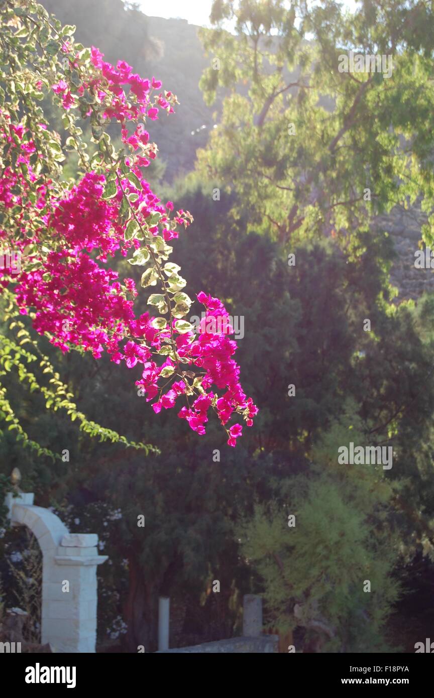 Bougainvillea contre green le feuillage à l'ancien restaurant Phoenix en Crète Grèce Banque D'Images