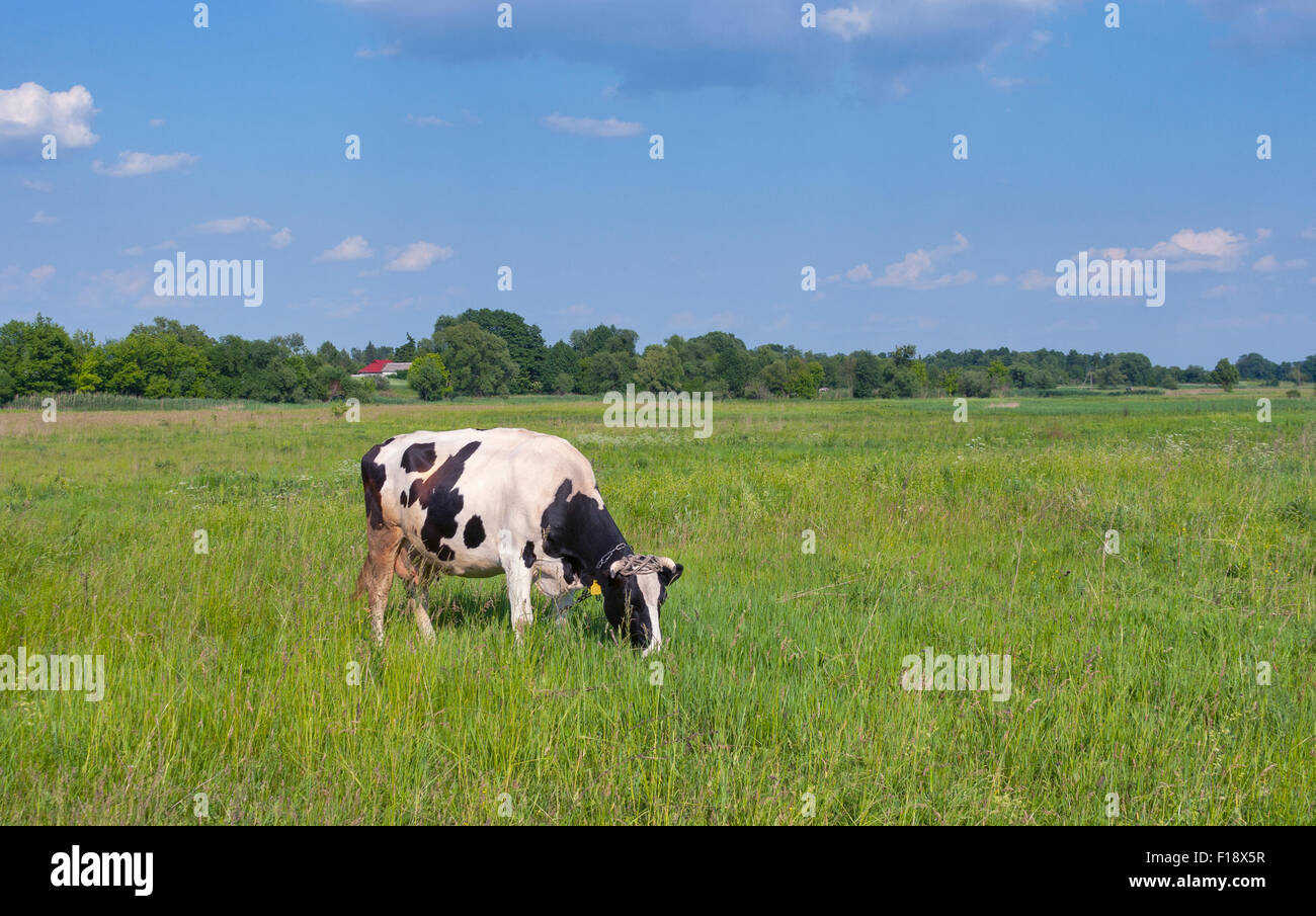 Vache noir et blanc paissant dans une prairie Banque D'Images