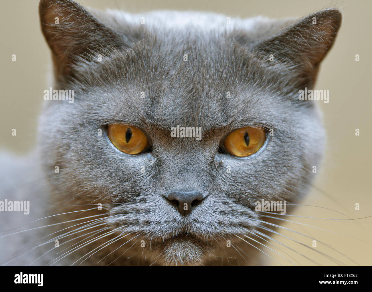 Race de chat gris écossais closeup portrait Banque D'Images