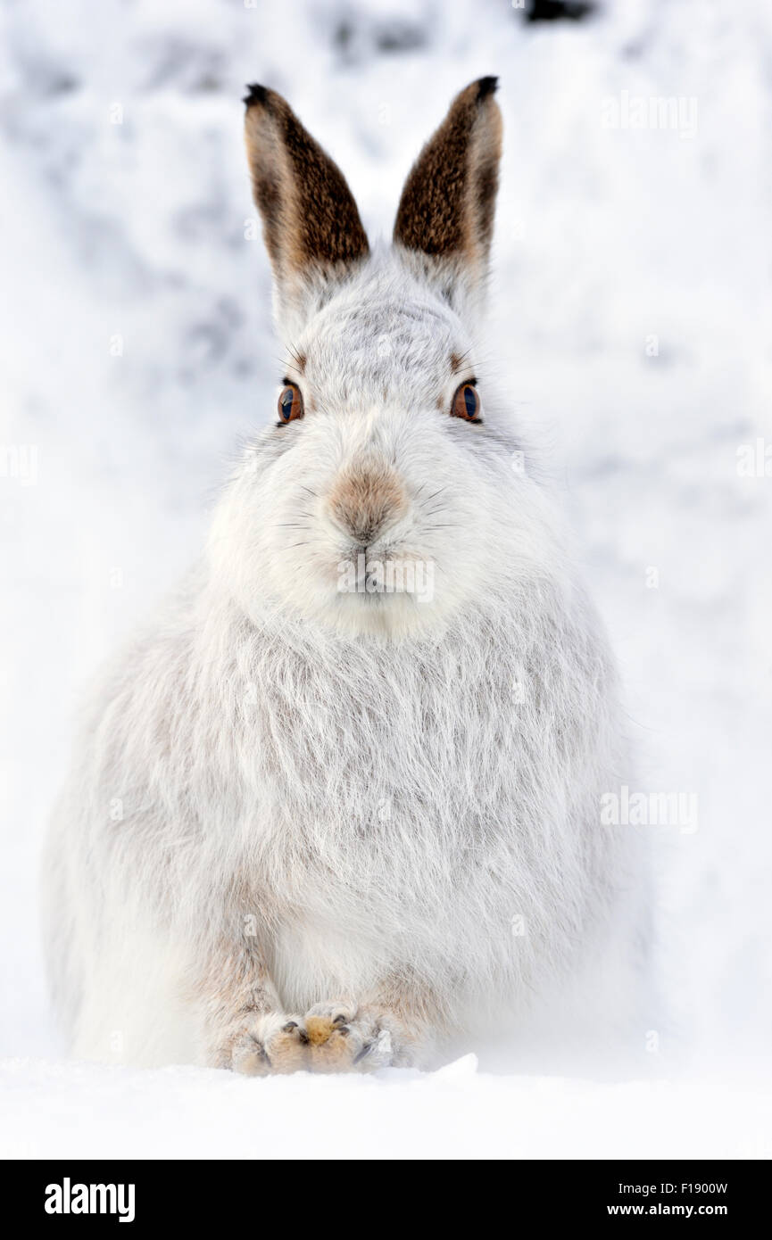 Lièvre variable (Lepus timidus) dans la neige, UK Banque D'Images