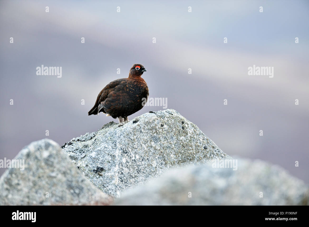 Lagopède des saules (Lagopus lagopus scoticus) Banque D'Images