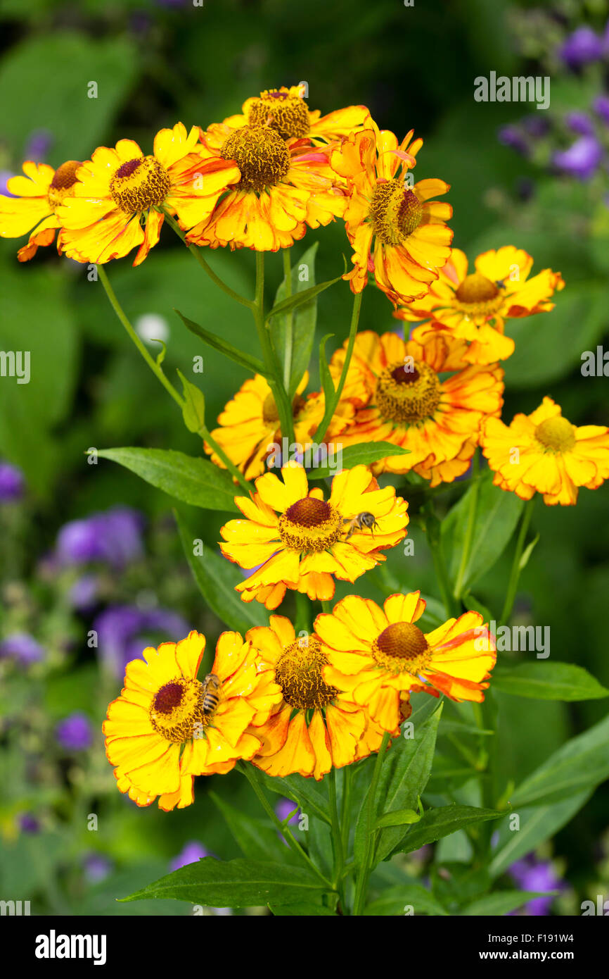 La fin de l'été rouge et jaune fleurs des plantes vivaces, sneezeweed Helenium 'Can Can' Banque D'Images