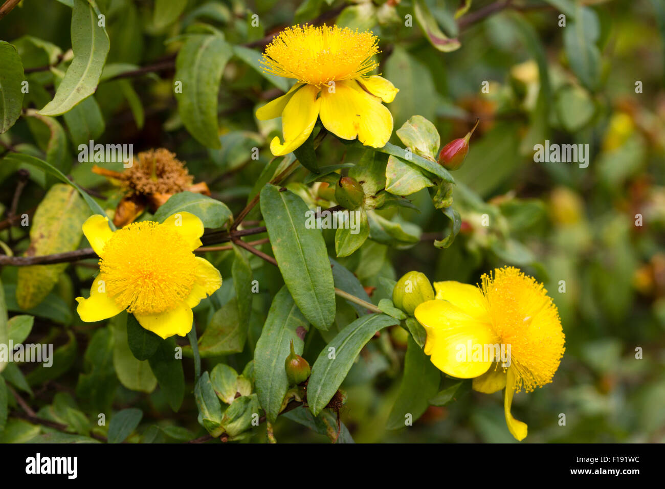 Fleurs de la fin de l'été à l'automne fleurs Hypericum frondosum 'Sunburst' Banque D'Images