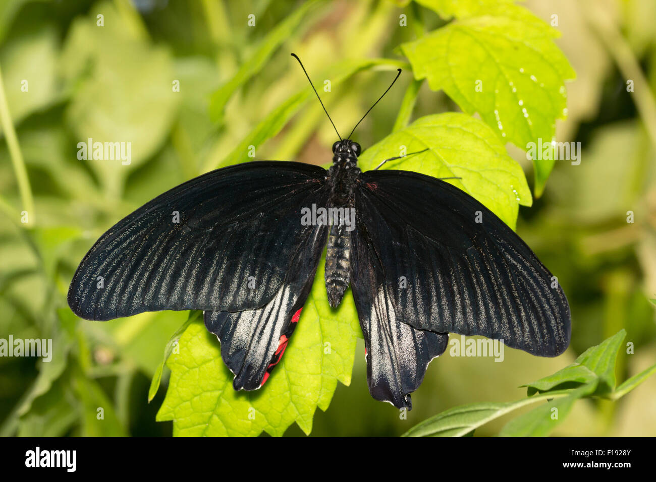 Élevage en captivité Grand Mormon Papilio memnon, butterfly, Butterfly Farm, Buckfast à Devon, UK Banque D'Images