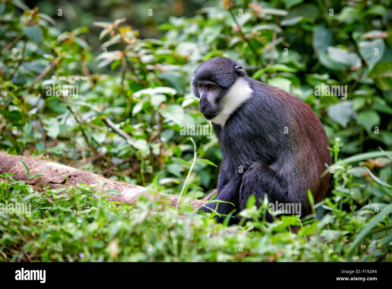 L'Hoest Cercopithecus lhoesti du singe,, Bwindi Impenetrable National Park, Uganda, Afrique Banque D'Images