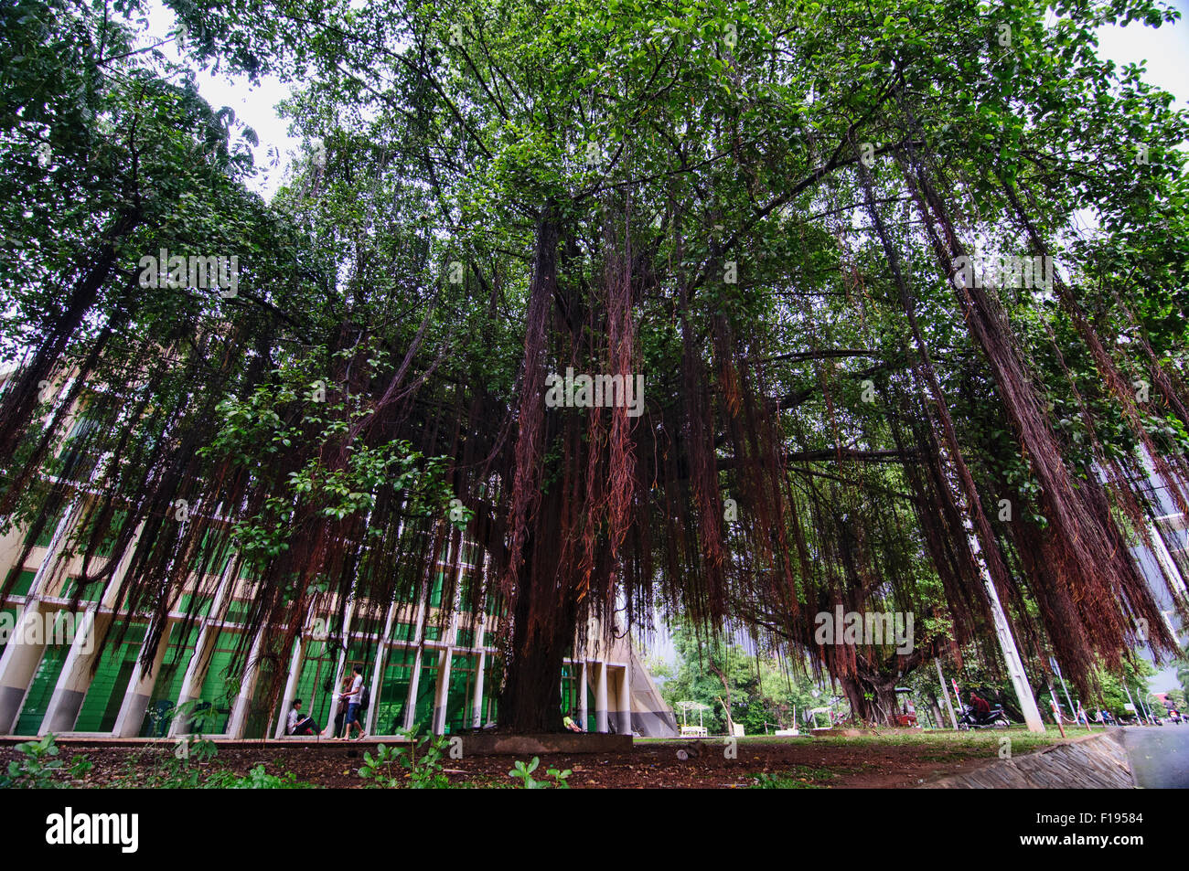 Arbre géant à l'Institut des langues étrangères de Phnom Penh, Cambodge Banque D'Images