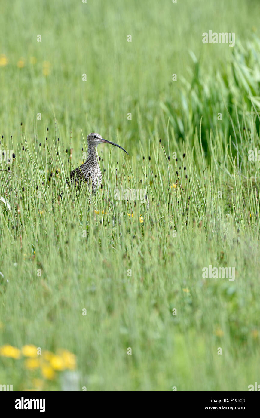 Courlis cendré (Numenius arquata) UK Banque D'Images