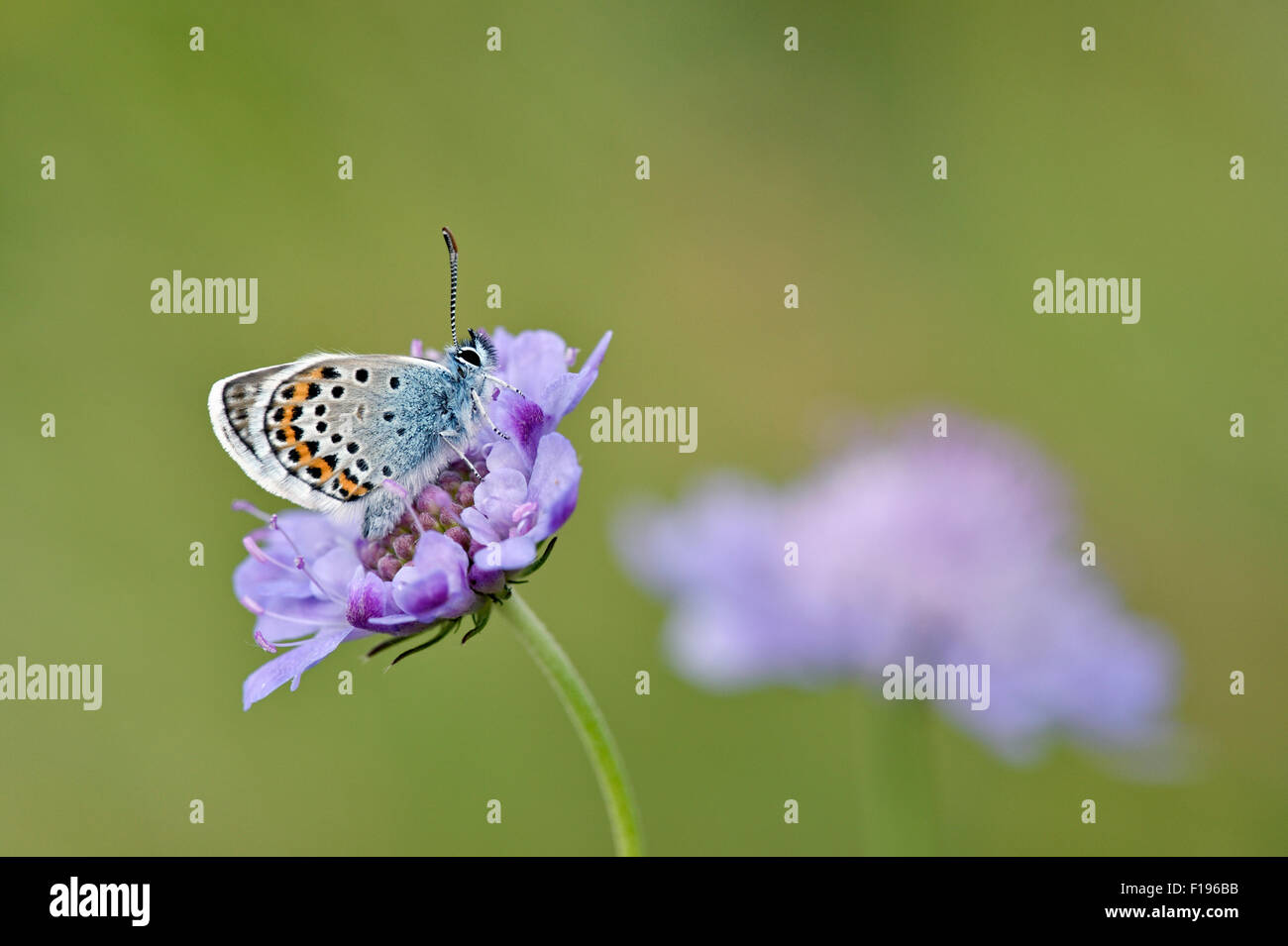 Papillon bleu étoilé d'argent (Plebejus argus) - UK Banque D'Images