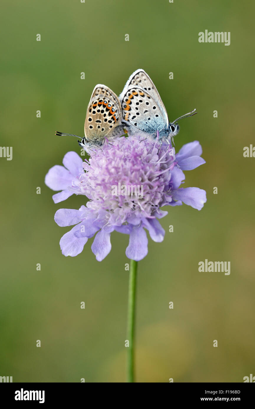 Papillon bleu étoilé d'argent (Plebejus argus) - UK Banque D'Images