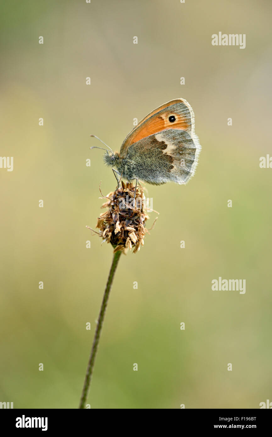 Papillon Small Heath (coenonympha pamphilus) UK Banque D'Images