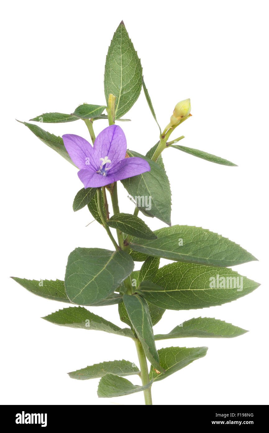 Fleurs en forme de cloche bleu vif et le feuillage d'une plante platycodon blanc isolé contre Banque D'Images
