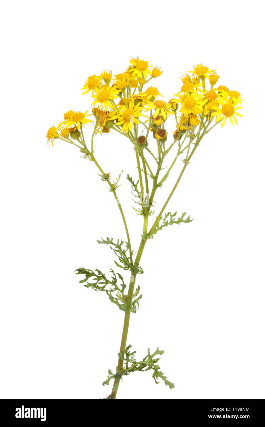 Jacobaea vulgaris, Séneçon, fleurs et feuillages isolés contre white Banque D'Images
