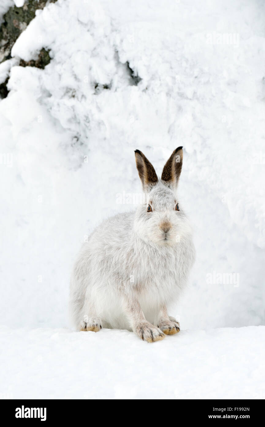 Lièvre variable (Lepus timidus) dans la neige, UK Banque D'Images