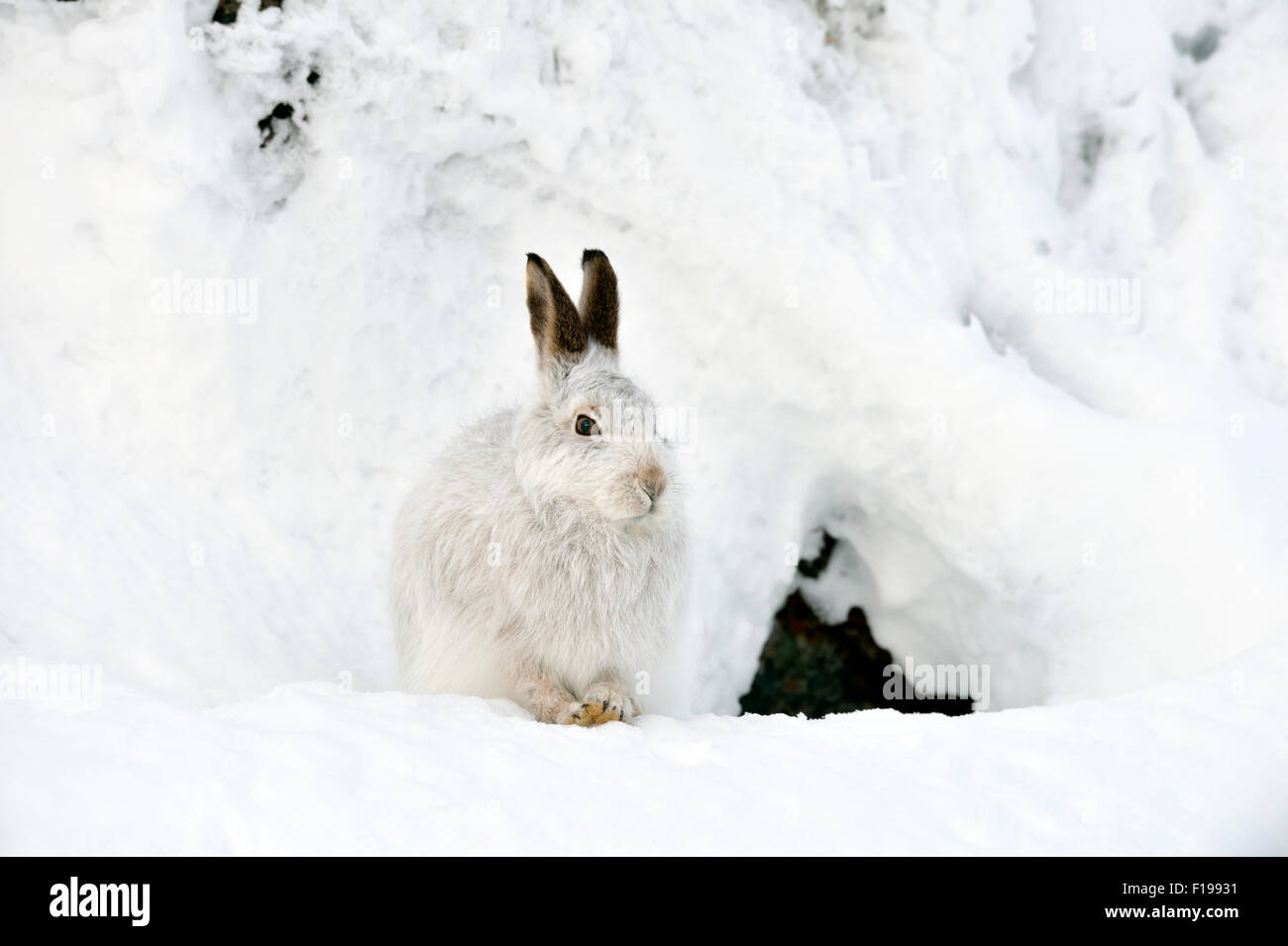 Lièvre variable (Lepus timidus) dans la neige, UK Banque D'Images