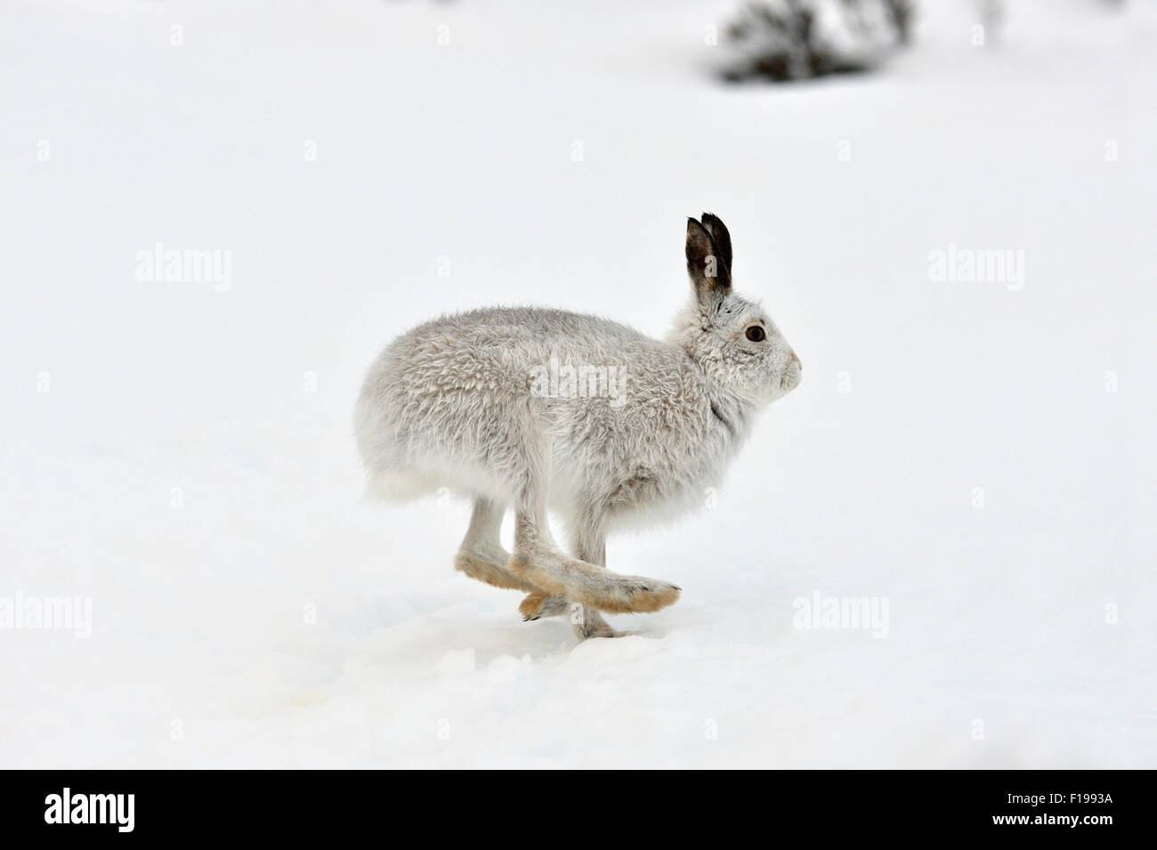 Lièvre variable (Lepus timidus) dans la neige, UK Banque D'Images