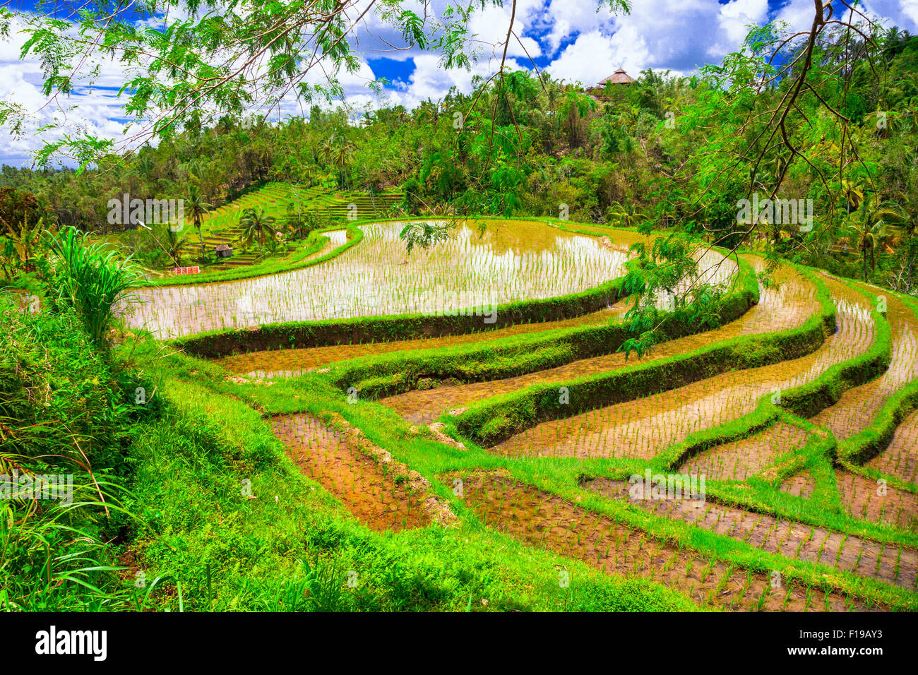 Terrasses de riz dans l'île de Bali, Indonésie Banque D'Images