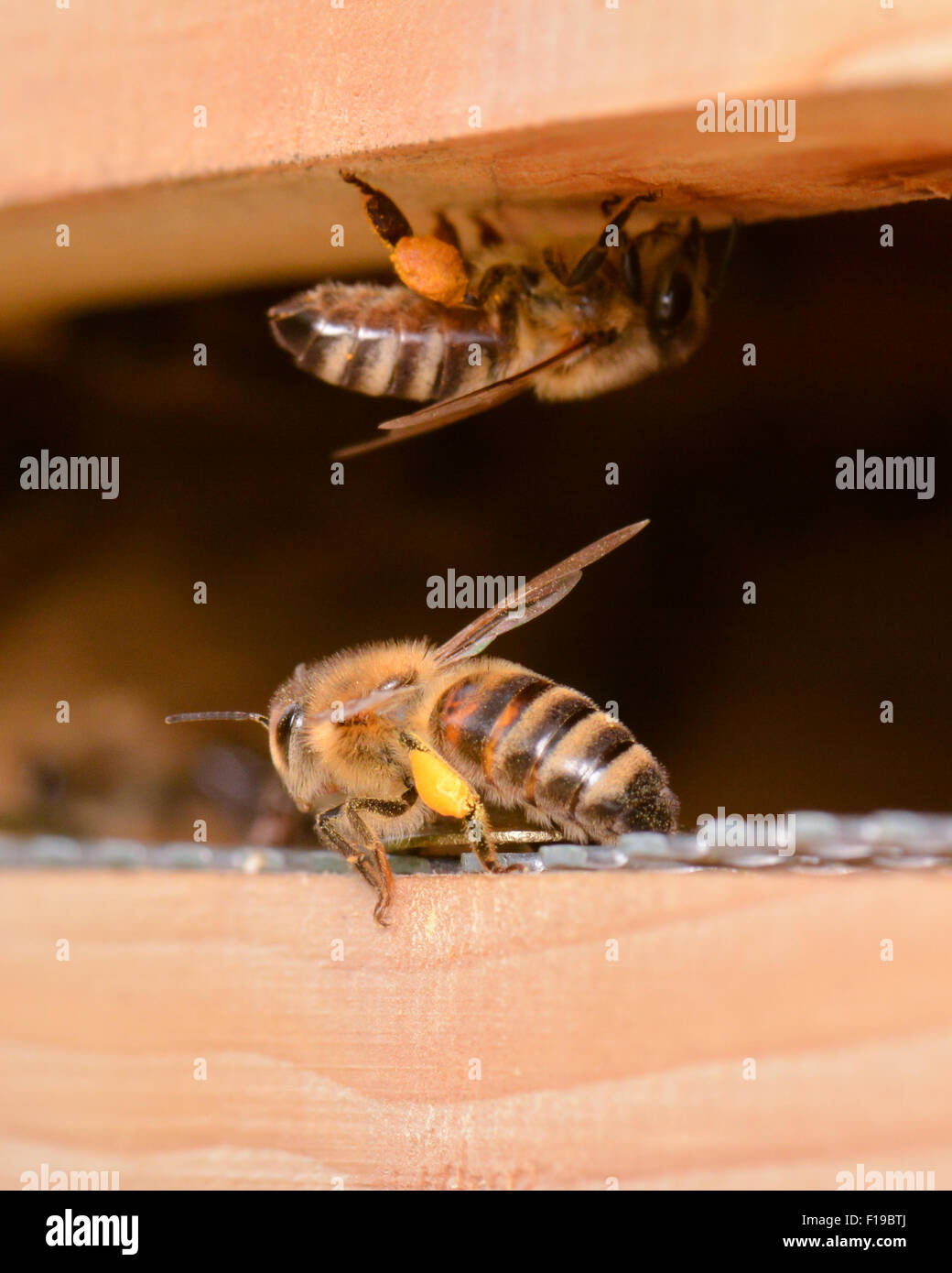 Stirling, Ecosse, Royaume-Uni. 30 août, 2015. Météo France : les abeilles en Ecosse profitez d'un climat relativement chaud et sec 24. La couleur du pollen que les abeilles ont recueillis sur leurs jambes qu'ils retournent à la ruche est déterminée par la variété de la fleur qu'ils ont visités. Une mauvaise gestion de la météo à l'Écosse ont conduit à des rapports de colonies sur le bord de la famine et l'Association des apiculteurs écossais a publié une alerte à la famine à la fin de juillet. Credit : kayrtravel/Alamy Live News Banque D'Images