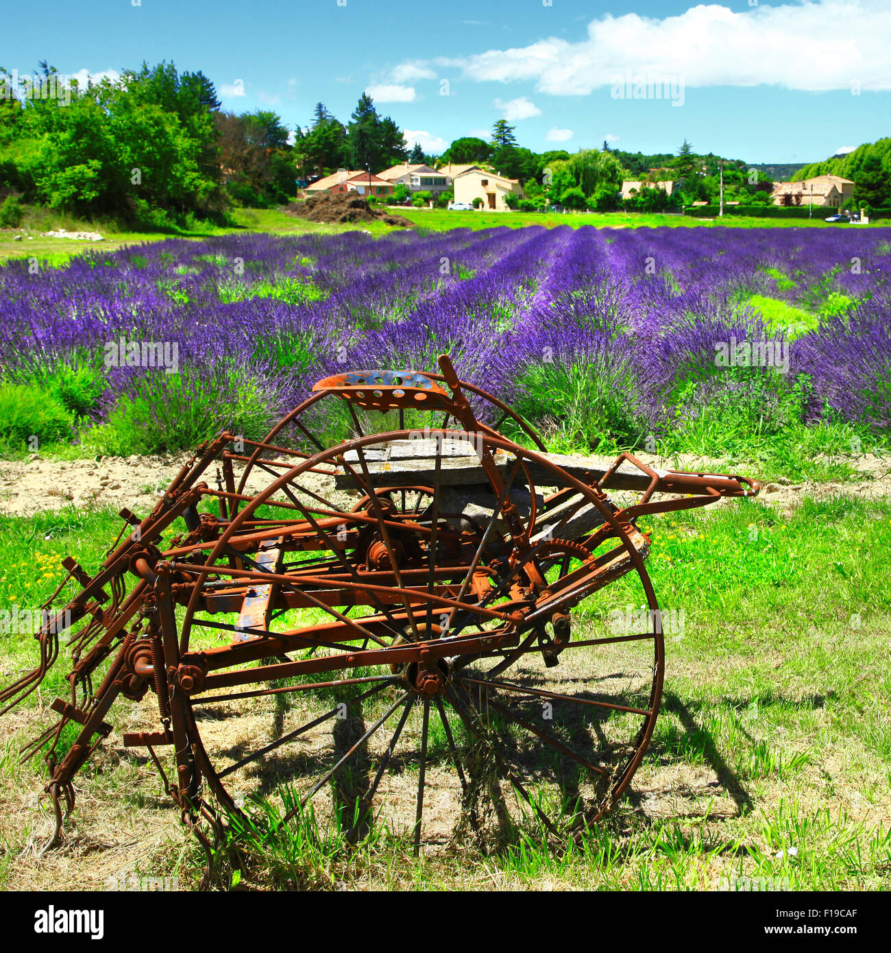 Champ de lavande en fleurs impressionnant,valensole,France. Banque D'Images