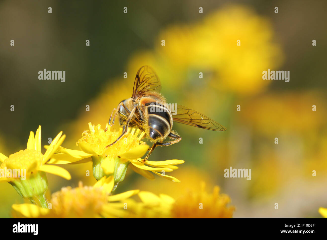 Vu de l'arrière de l'abeille closeup macro Banque D'Images