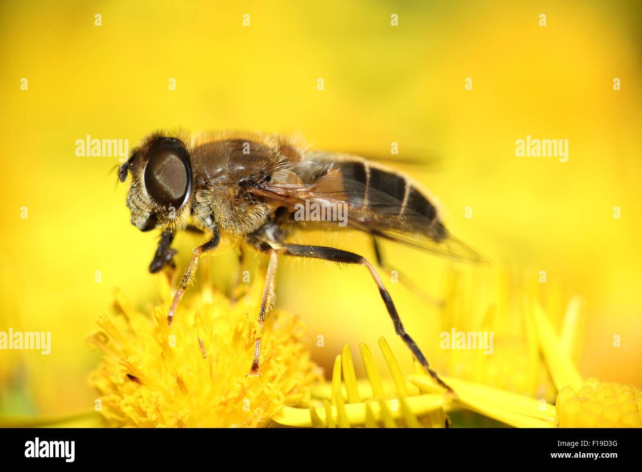 Fly reposant sur l'été jaune macro fleurs sauvages Banque D'Images