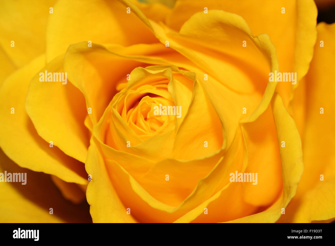 Macro d'une rose jaune vif Banque D'Images