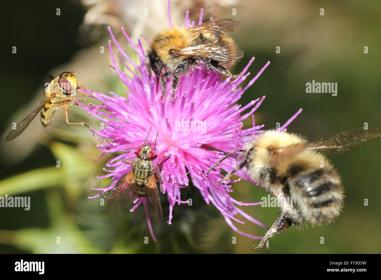 Abeilles et hover fly sur un chardon Banque D'Images