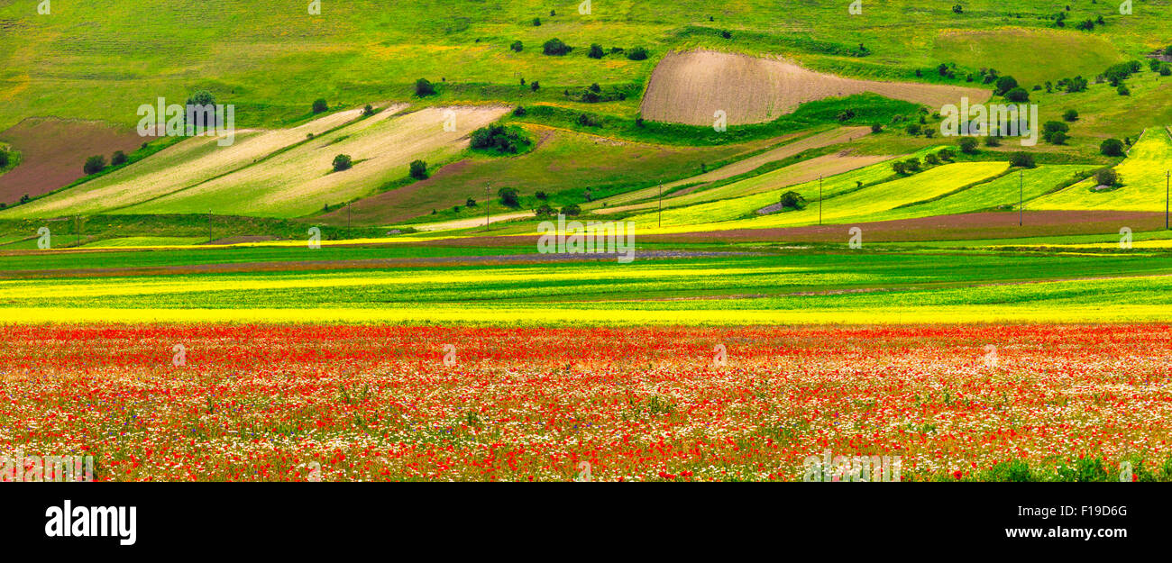 Les champs en fleurs dans les montagnes , Sibilini Castelluccio di Norcia Banque D'Images