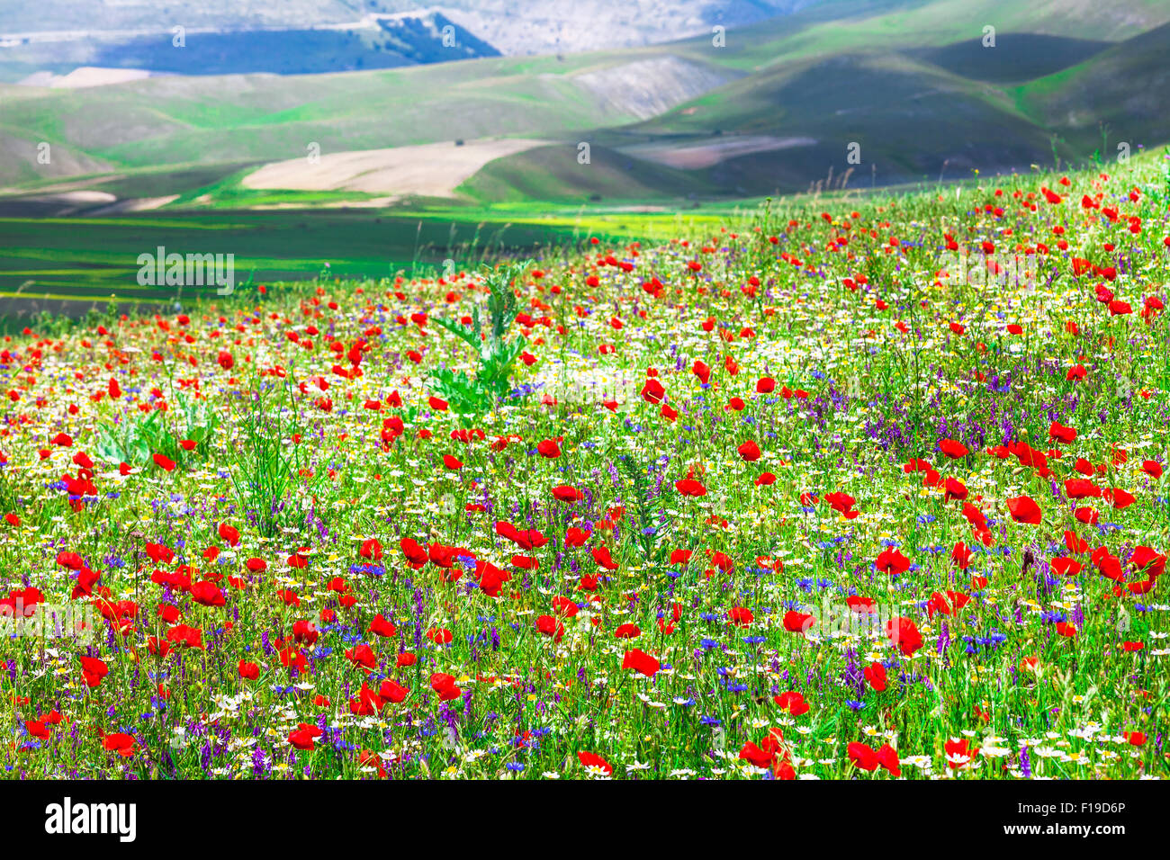 Les champs en fleurs dans les montagnes Sibilini Castelluccio di Norcia Banque D'Images