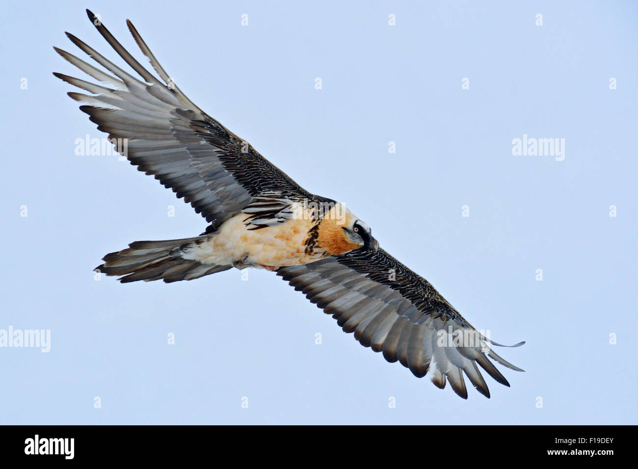 Le plus grand oiseau de proie lic) / Bartgeier / Laemmergeier / Gypaète battant contre le ciel bleu. Banque D'Images