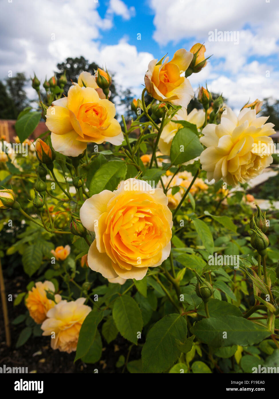 Espèce de rose de plus en plus grâce à l'intérieur des murs Rose Garden à Wynyard Country House Hotel Tees Valley England UK Banque D'Images
