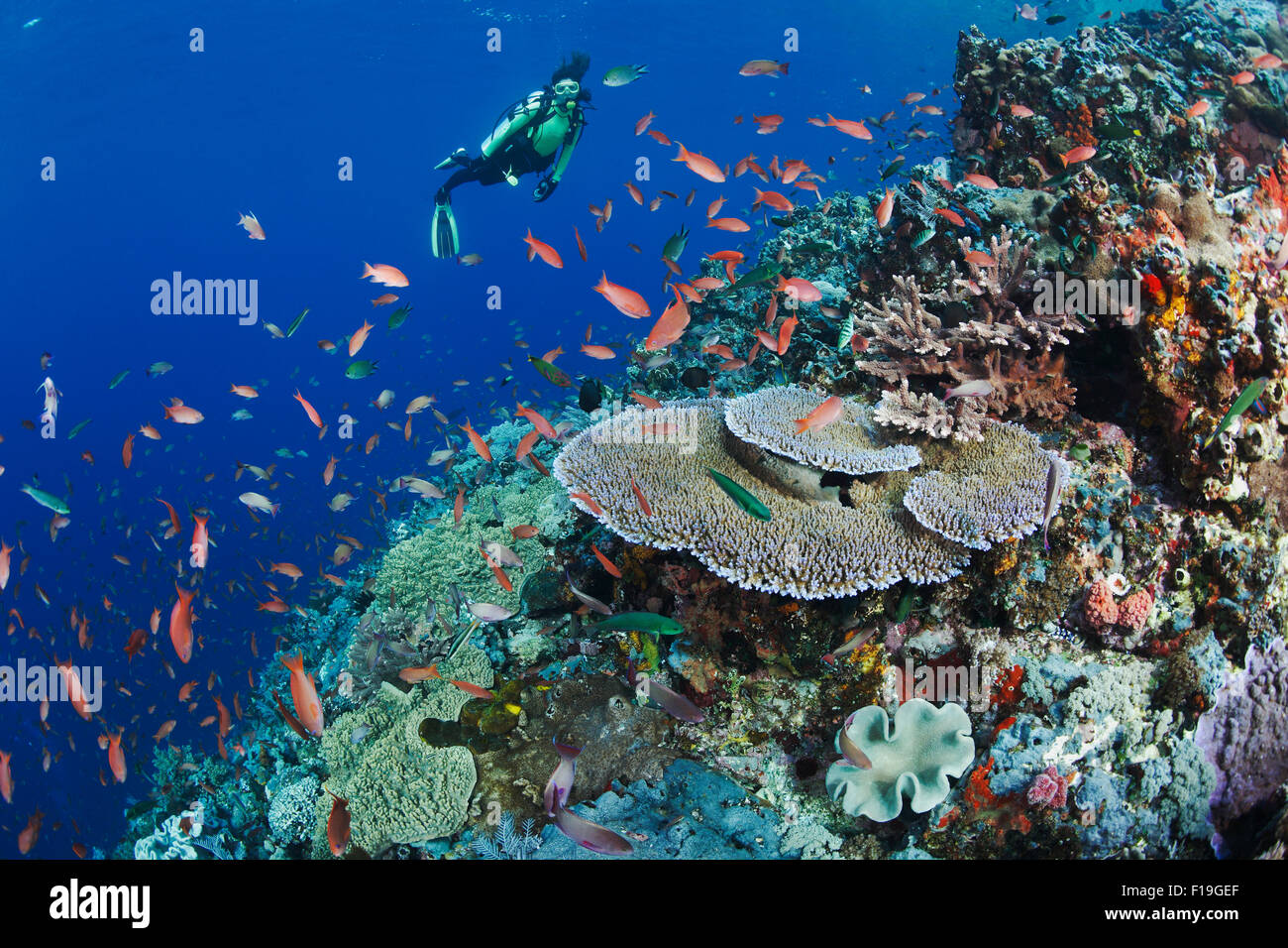 Px0152-D. scuba diver (modèle) parution admire santé des récifs de corail avec diversité de coraux mous et durs et l'abondance de la vie des poissons. Banque D'Images
