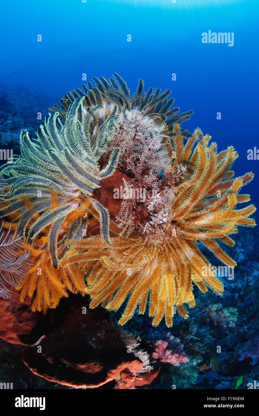 Px0213-D. Les Crinoïdes, également connu sous le nom de stars de plumes, sur la santé des récifs de corail. L'Indonésie, de l'océan Pacifique tropical. Photo Copyright © B Banque D'Images