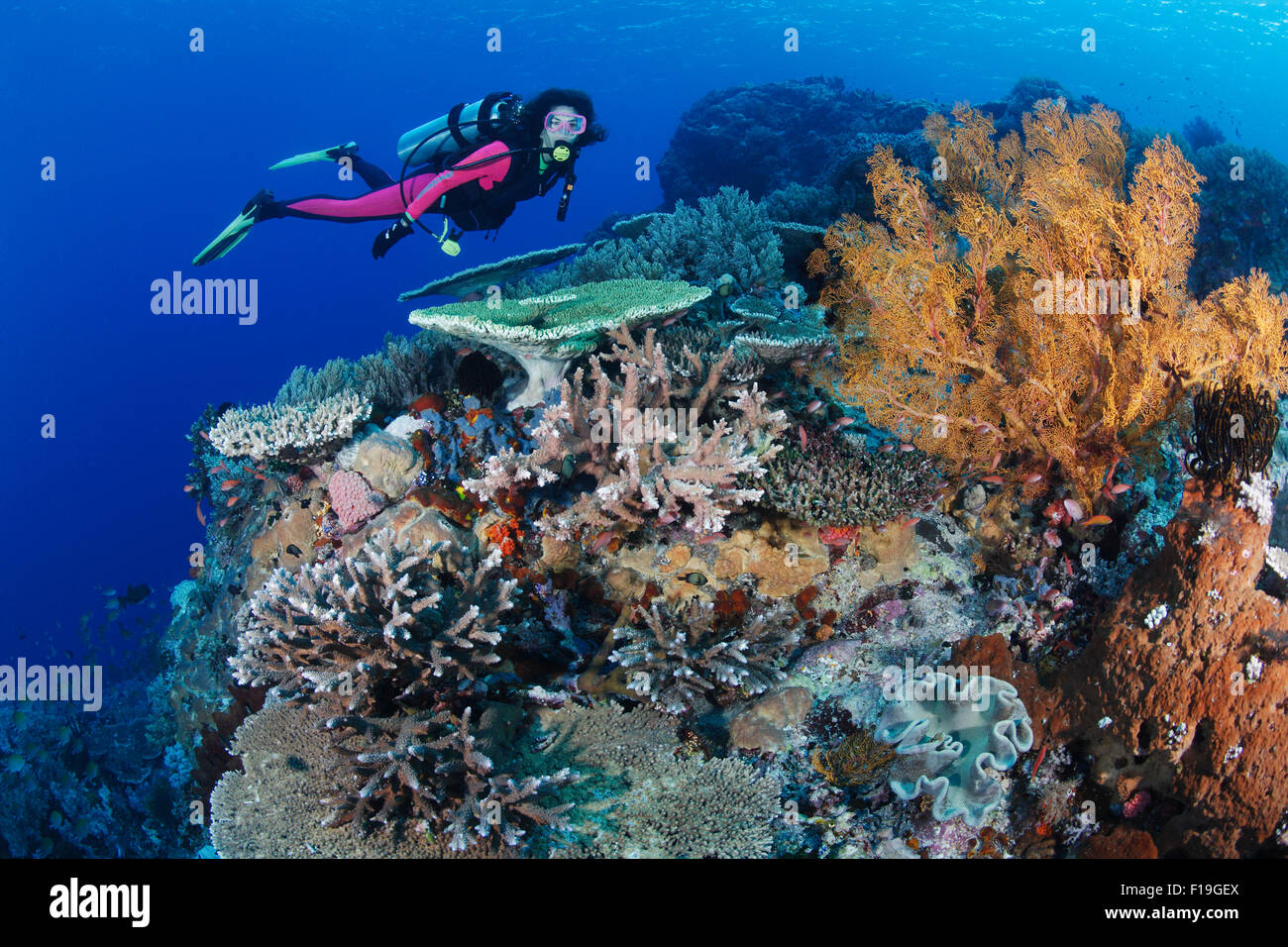 Px0307-D. scuba diver (modèle) parution sur nage santé des récifs de corail, avec une variété de coraux durs, coraux mous, et d'éponges. Banque D'Images