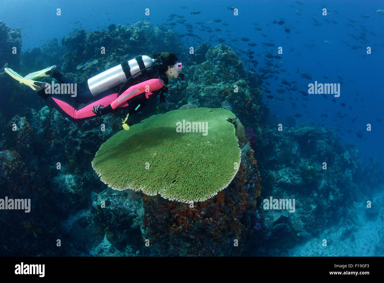 Px0334-D. scuba diver (permission du modèle) glisse sur grande table coral le long bord du récif. L'Indonésie, de l'océan Pacifique tropical. Photo C Banque D'Images