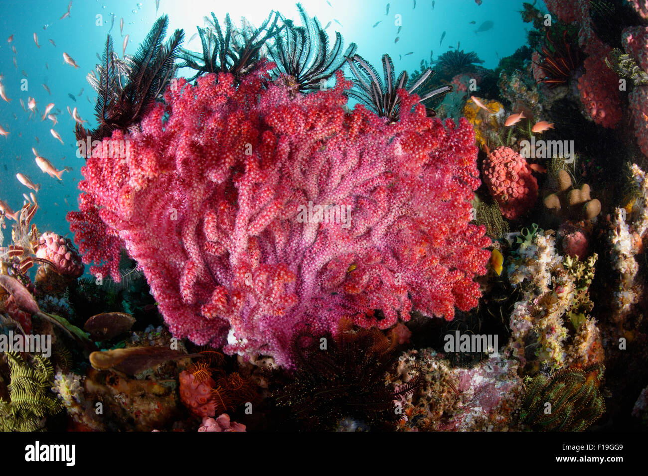 Px0643-D. de coraux mous gorgones (Acalycigorgia sp ?). L'Indonésie, de l'océan Pacifique tropical. Photo Copyright © Brandon Cole. Tous droits Banque D'Images