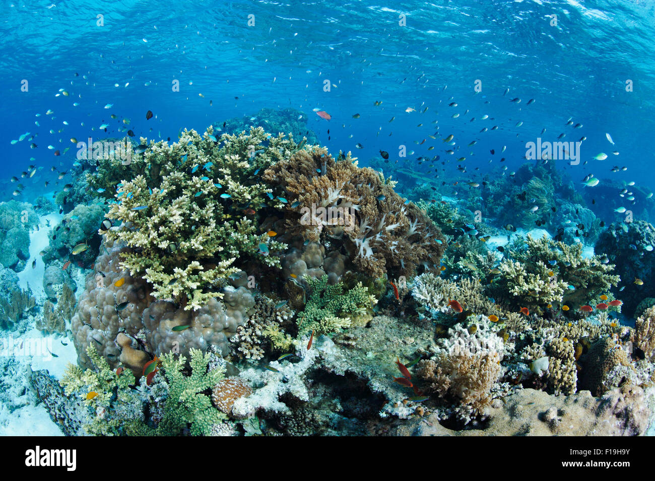 Px0679-D. récif peu profond avec de nombreuses espèces de coraux et de poissons. L'Indonésie, de l'océan Pacifique tropical. Photo Copyright © Brandon Cole. Banque D'Images Px0679-D. récif peu profond avec de nombreuses espèces de coraux et de poissons. L'Indonésie, de l'océan Pacifique tropical. Photo Copyright © Brandon Cole. Banque D'Images