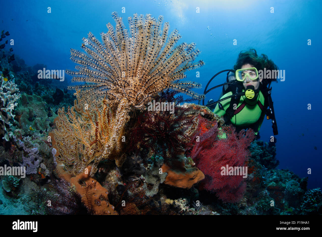 PX0786-D. scuba diver (modèle) parution riche admire la croissance des invertébrés sur la barrière de corail, y compris une plume Apodes (Star Com Banque D'Images