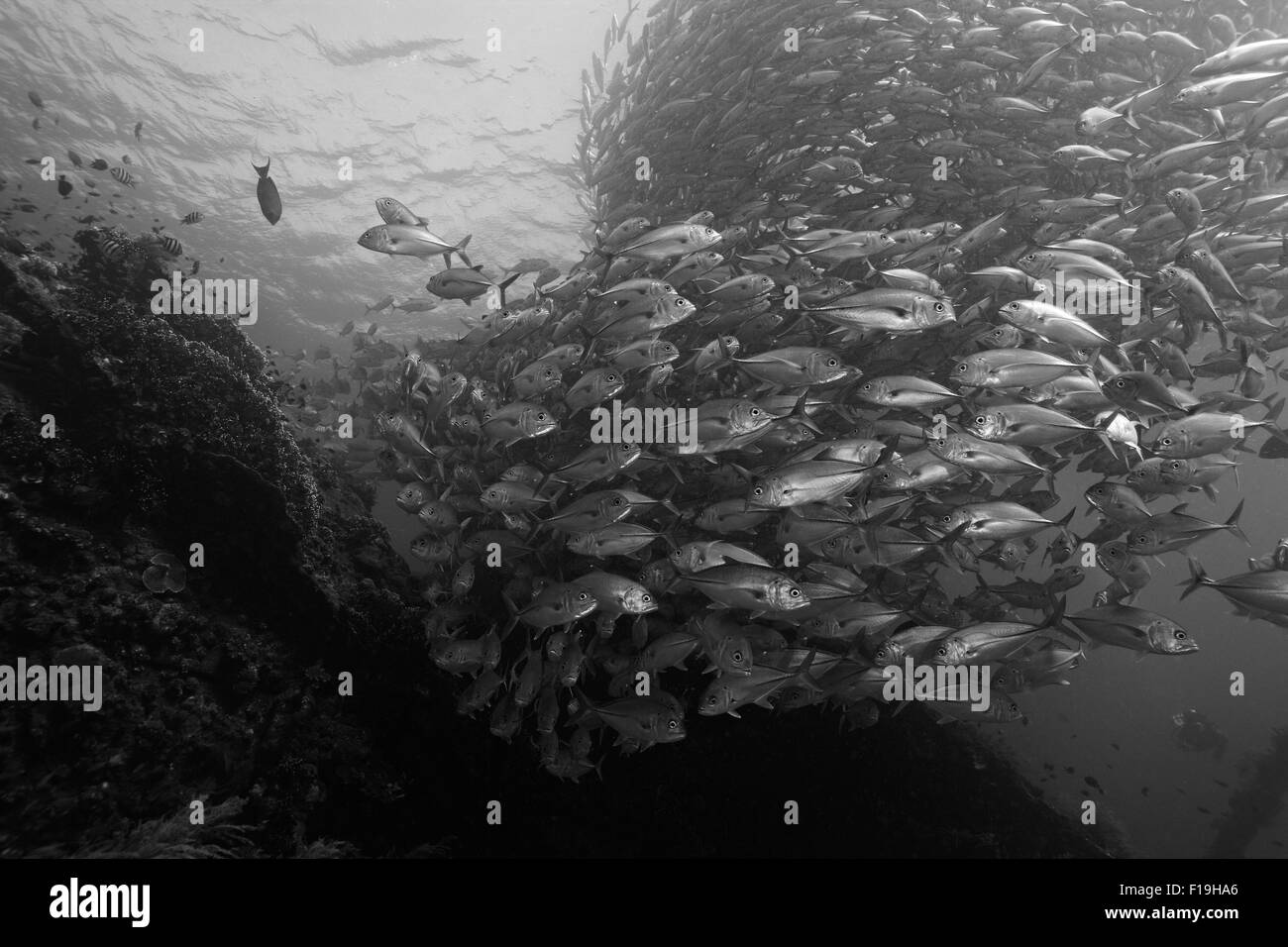 Px1032-D. Les prises de thon obèse (Caranx sexfasciatus) sur le naufrage de la liberté. Tulamben, Bali. L'Indonésie, de l'océan Pacifique tropical. Banque D'Images