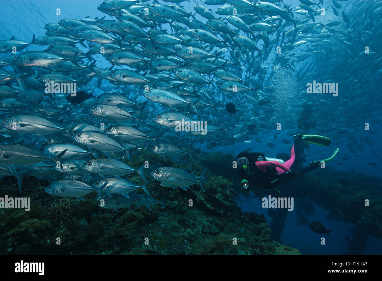 Px1058-D. scuba diver (permission du modèle) et d'énormes prises de thon obèse de l'école (Caranx sexfasciatus) sur le naufrage de la liberté. Tulambe Banque D'Images