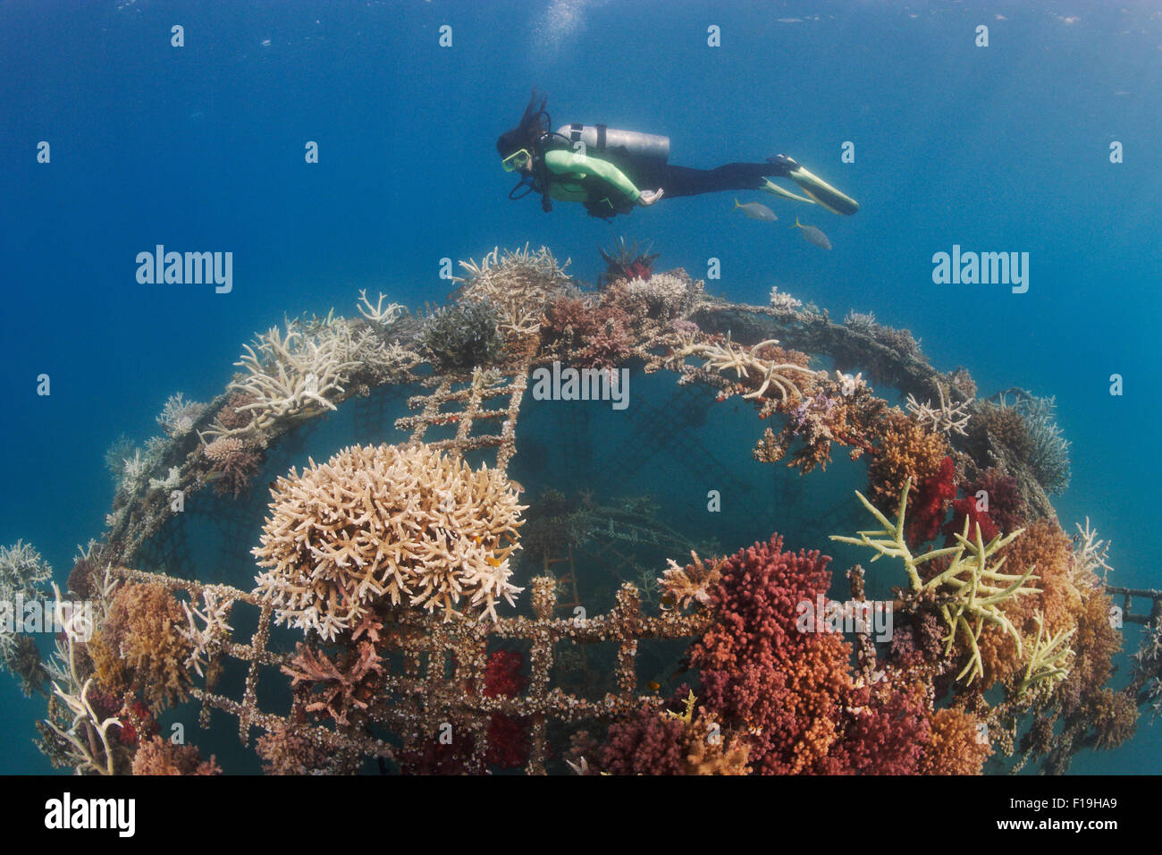 Px1259-D. Un récif artificiel à Permuteran Bay sur l'île de Bali en Indonésie. L'homme et le metal rock Bio(tm) reef structur Banque D'Images