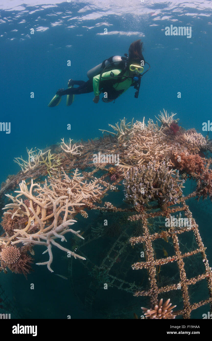 Px1266-D. Un récif artificiel à Permuteran Bay sur l'île de Bali en Indonésie. L'homme et le metal rock Bio(tm) reef structur Banque D'Images