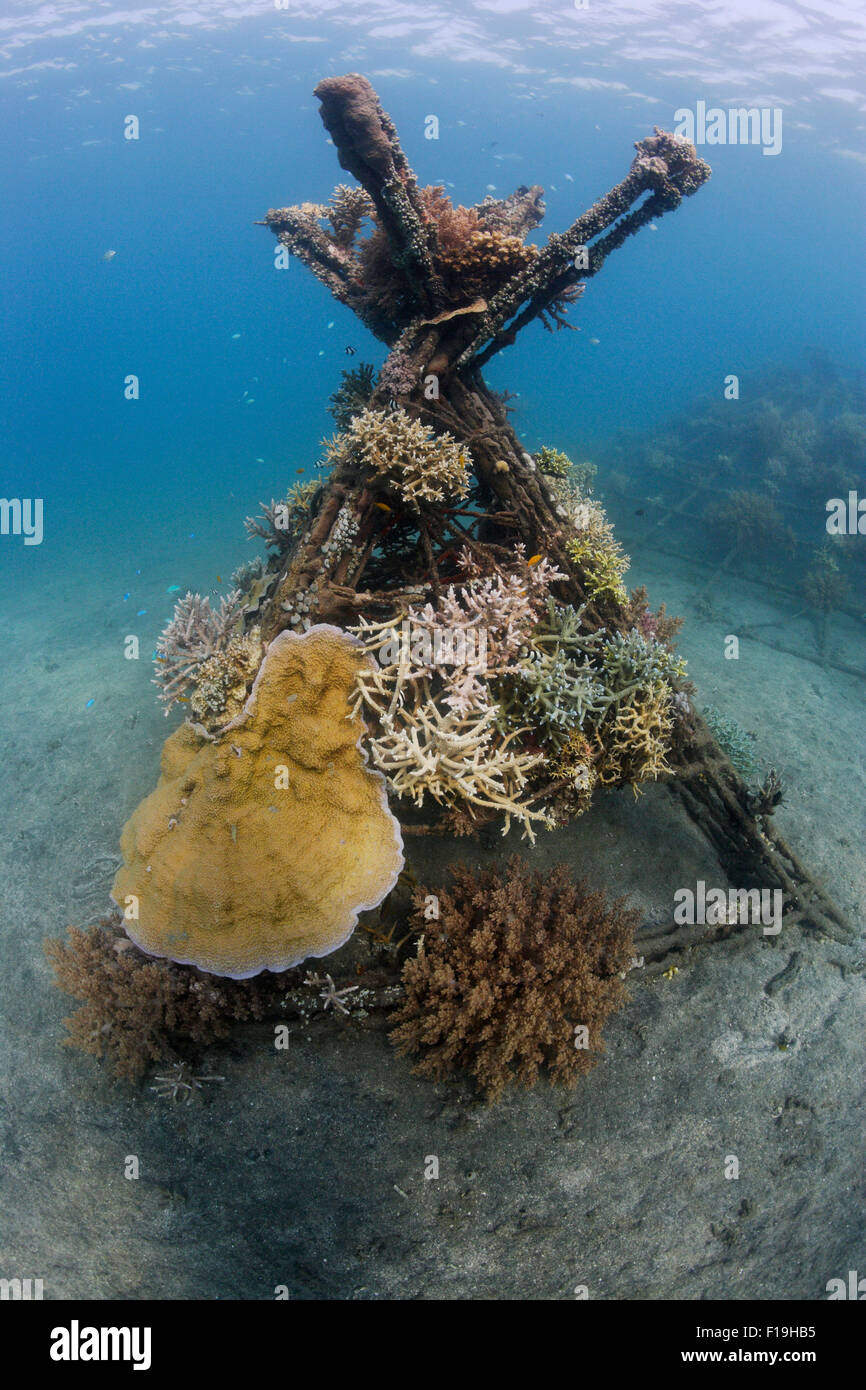 Px1307-D. Un récif artificiel à Permuteran Bay sur l'île de Bali en Indonésie. L'homme et le metal rock Bio(tm) 'EF' struct Banque D'Images