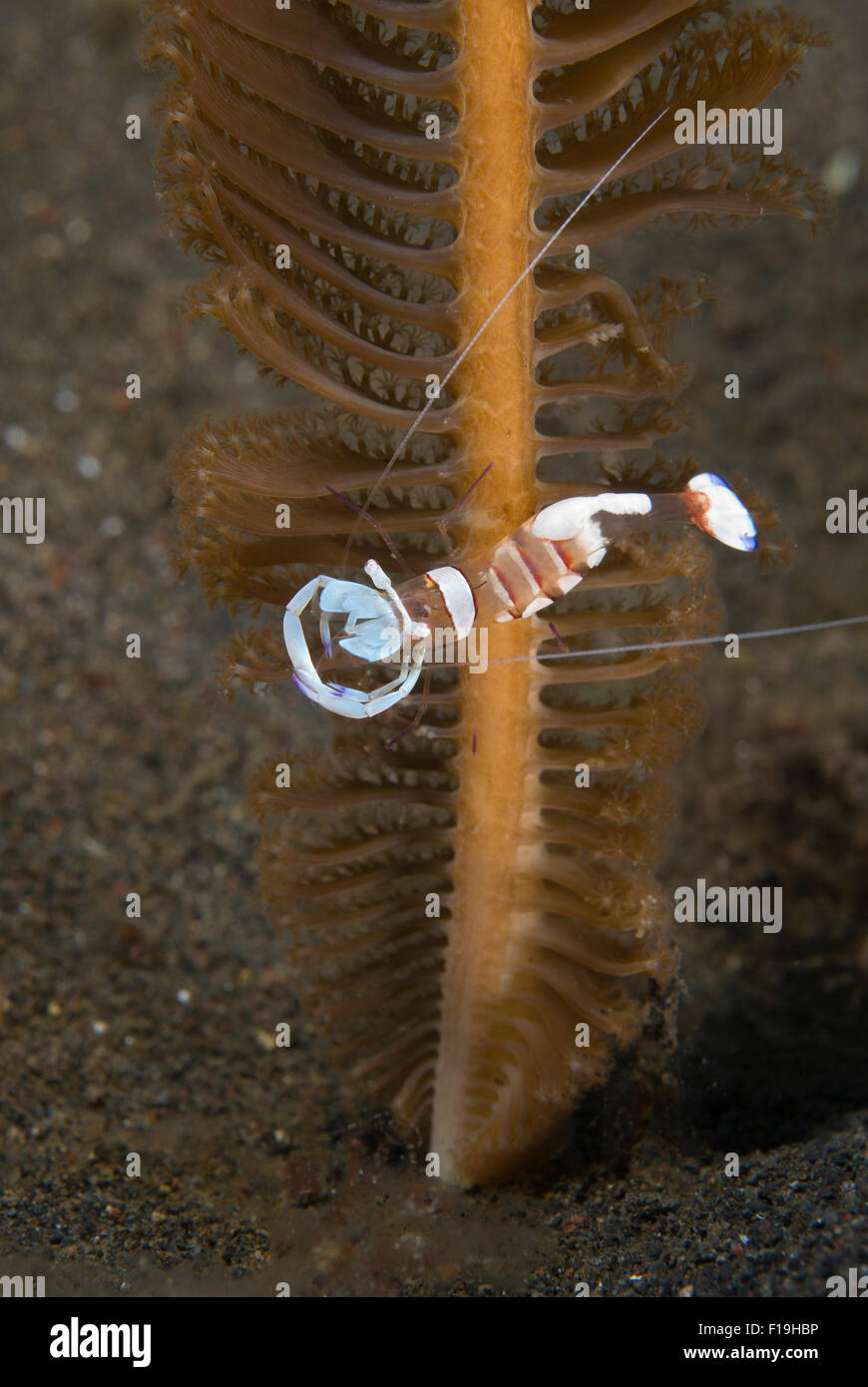 Px8581-D. Anémone magnifique crevettes (Ancylomenes magnificus), à l'assainissement de crevettes, anémones commensales sur ici et sur une mer stylo, tr Banque D'Images