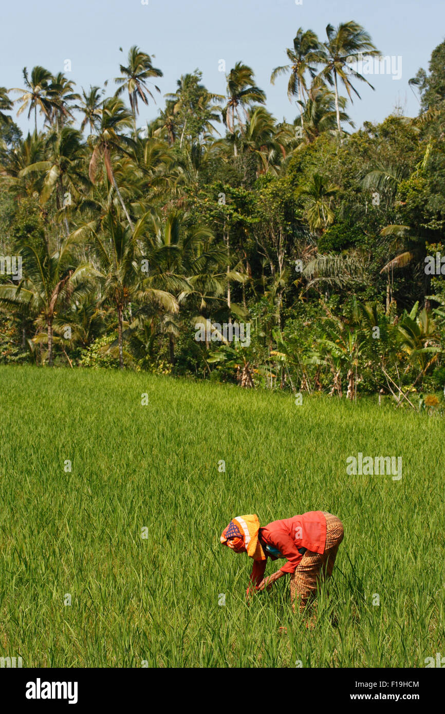 Px42744-D. femme travaillant dans les rizières. Bali, Indonésie. Photo Copyright © Brandon Cole. Tous droits réservés dans le monde entier. Banque D'Images