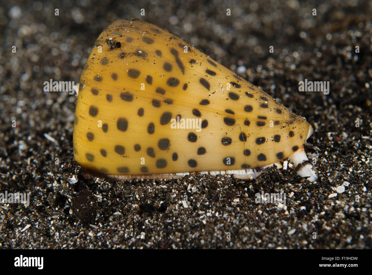 Px510239-D. Les lettres (conidae Conus litteratus), très venimeux. L'Indonésie, de l'océan Pacifique tropical. Photo Copyright © Brandon Banque D'Images