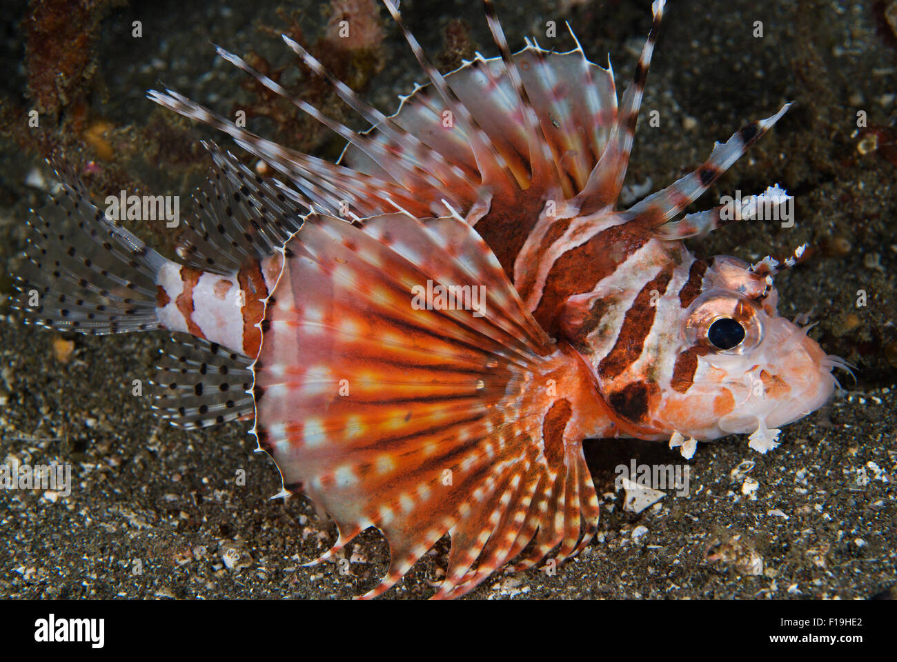 Px520296-D. Dendrochirus Zebra zebra) Poisson-papillon (les nageoires pectorales se déploient en épines- sont venimeux. L'Indonésie, de l'océan Pacifique tropical Banque D'Images