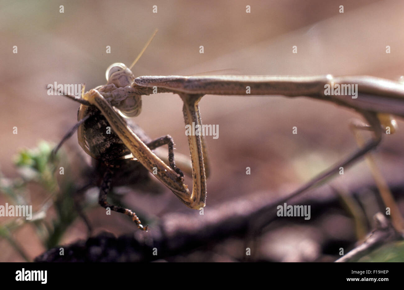 PRIANT MANTID EN MANGEANT UN CRICKET, LA MAJORITÉ DES MANTIDS SE NOURRISSENT DE PROIES VIVANTES À LEUR PORTÉE. Banque D'Images